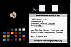 Foto (Objekt + Etikett) von Goniodromites sp.  (NHMW-GEO-1990-0041-3332)